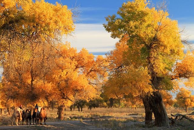 秋天|36首诗词，描写胡杨林里的故事:多少沧桑都淡看，诗吟大美在金秋
