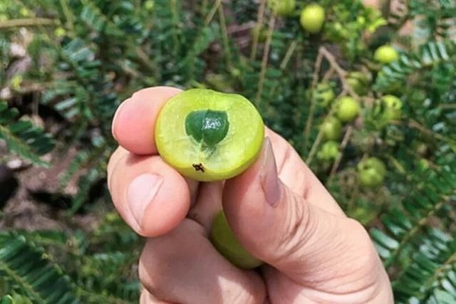 7月才成熟,果肉又酸又苦,乡下小孩看了嫌弃,城里卖9元一斤