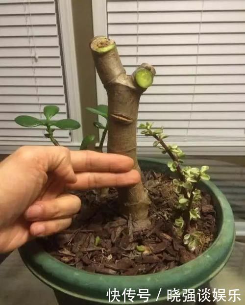 大腿|养了20年的玉树,杆子比大腿还粗,满树白花跟下雪了一样