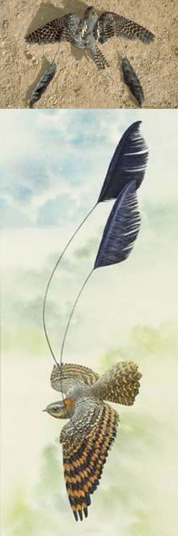 蛤蟆丸|玉兔捣的不是仙草，是蛤蟆丸！奇葩冷知识增加了