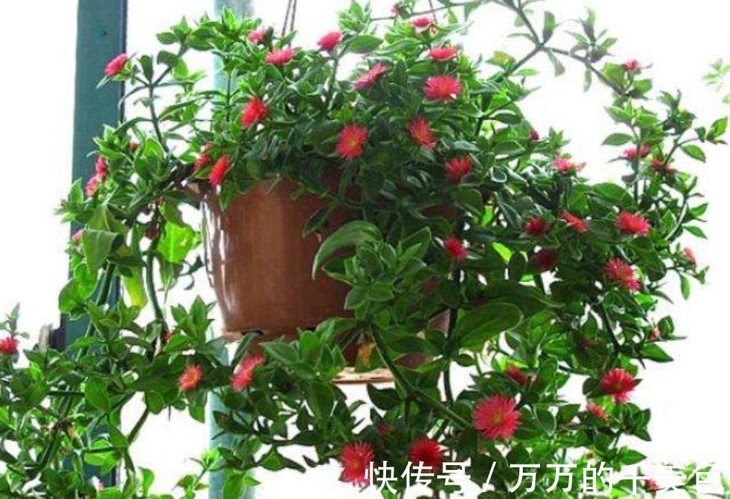 牡丹吊兰|4种“漂亮花”,生性泼辣,沾土就成活,一养就上瘾