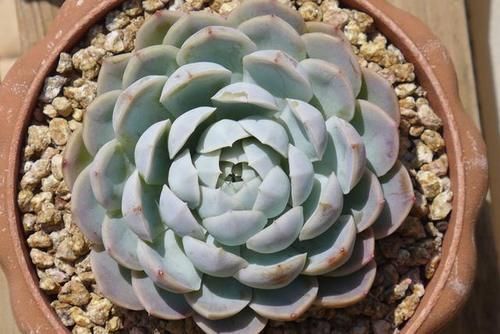 多肉|阳台党别养这4种多肉，和价钱无关，主要就是不太适合