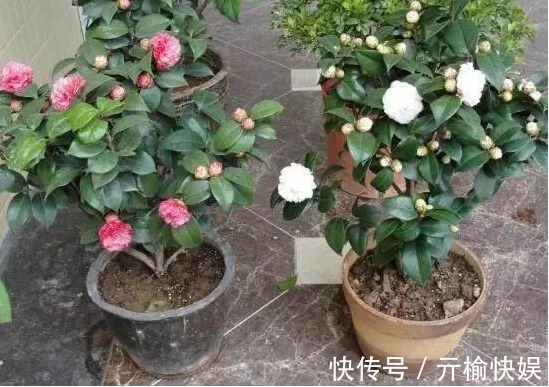 最爱“喝醋”的3种花卉,每隔7天喂一点,叶片肥厚油亮,呼呼长!