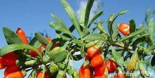 肝脏|三斤枸杞也不敌一两“它”每天泡水喝,肝脏干净,肠胃也健康