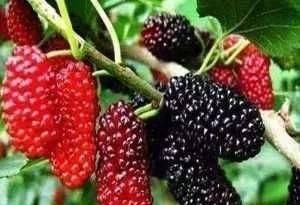 将桑葚|桑葚不能乱洗,只需多加这一步,脏东西虫卵自动跑出来