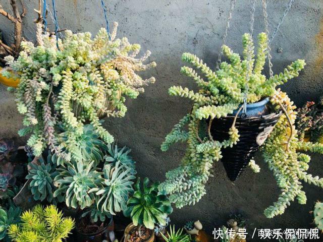 他痴迷养多肉,将500多盆多肉养出“高级感”,大家都夸美如仙境