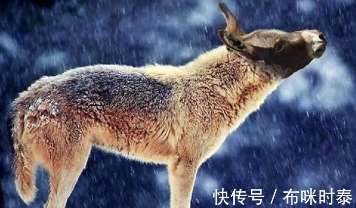 村民&已灭绝50万年的“驴头狼”,今又屡次现身神农架,这在警示什么