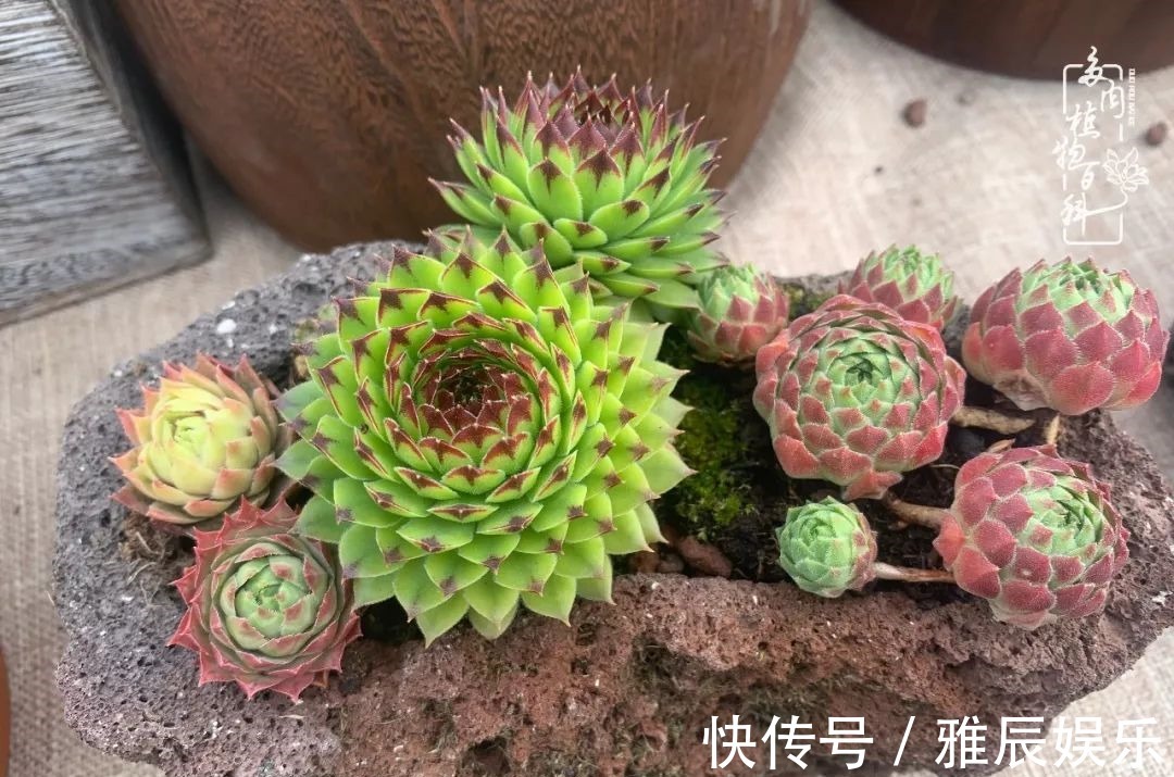 框子|这多肉拼盘这么仙!如何制作达人手把手教你制作长生草拼盘!