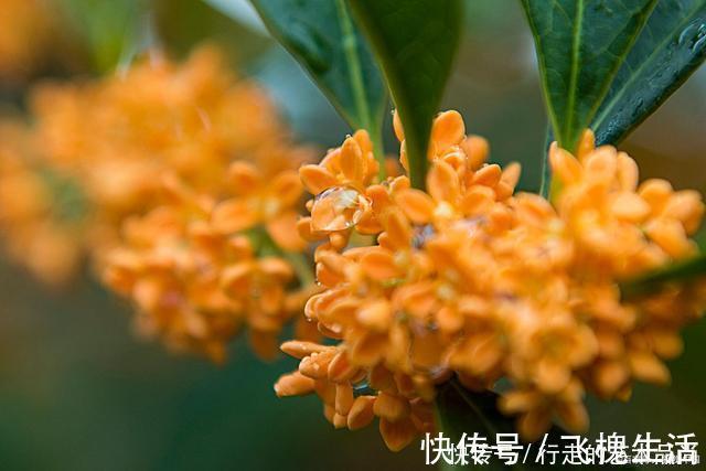 现在开始,2种花不能修剪,否则秋天见叶不见花!