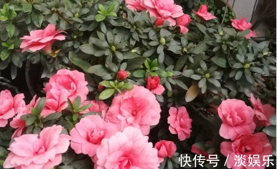 淘米水加点“它”,养啥花都旺,枝粗叶壮、开花多