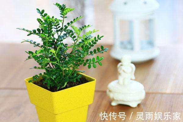种花|家里有异味，就养4种花！异味跑光光，比栀子花还香
