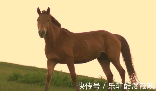 心想事成|属马人生在几月，下半年贵人相助，运势腾飞，把握机会，心想事成