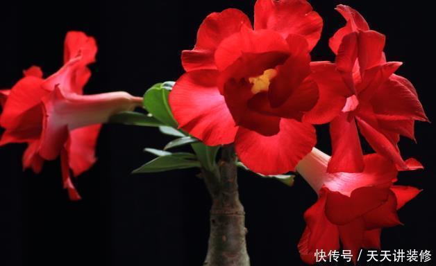 耐旱|新手养护花卉,就选好养易活、极耐旱的花卉,花开爆满枝!