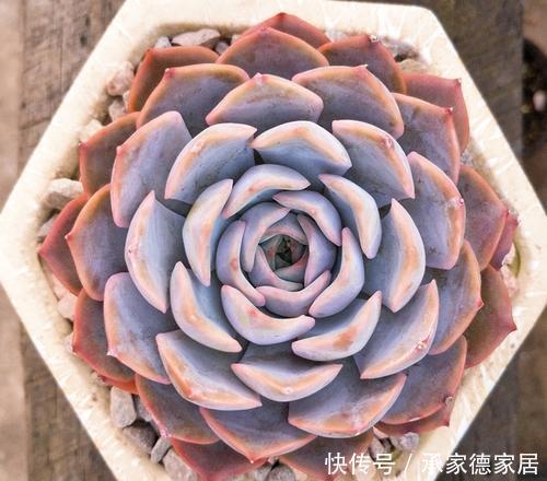 漂亮|新手养多肉选它,冬天不容易掉状态,照样上色美美哒!