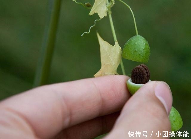 路边这种“野草”，果实似盒子，小时当玩具，不知是珍贵药草！