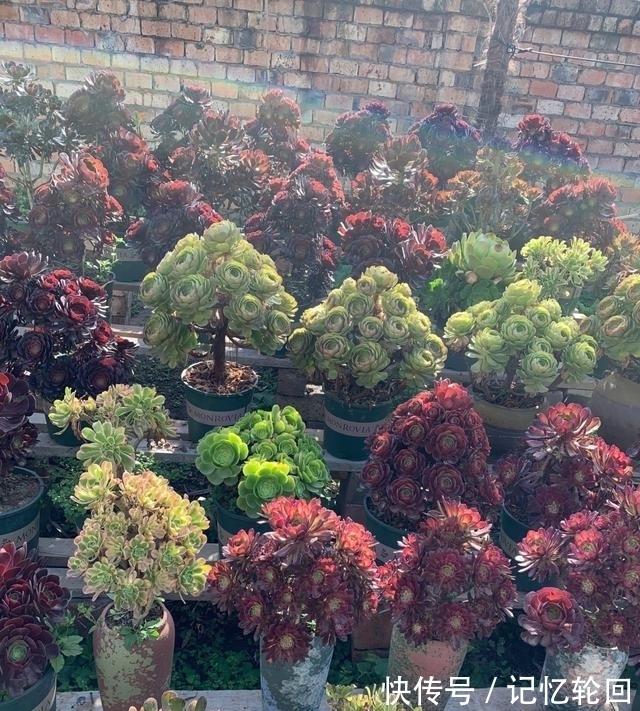 4款褪色不丑上色很美的多肉,花友养几十盆还觉得不够,值得推荐
