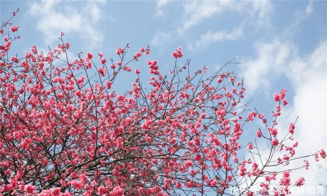 中年|春暖花开游贵州，“花花世界”惹人醉！