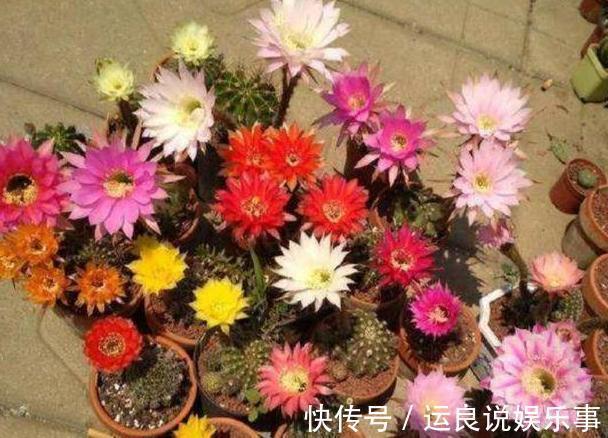 家里盆栽植物的要注意:此4种进屋,既对健康不利又影响运气