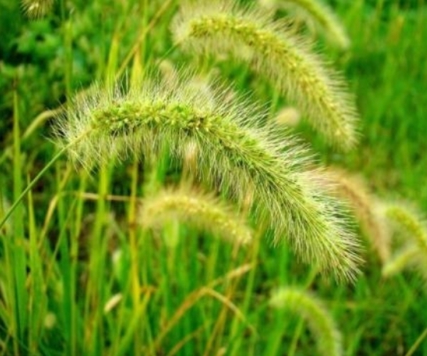 狗尾巴草|默默无闻的狗尾巴草，泡水喝竟这么多功效，尤其适合老年人！