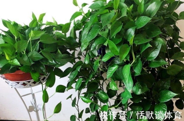 一颗绿萝七个鬼,啥意思?家中究竟可不可以养绿萝呢