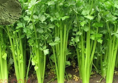 膳食纤维|女性永远青春，推荐多吃三种食物，保护血管、美味健康