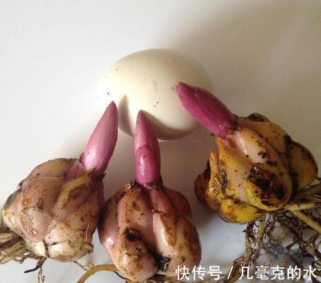 人养花,花亦养人!8种能“吃”的花,漂亮又美味,建议养一盆!