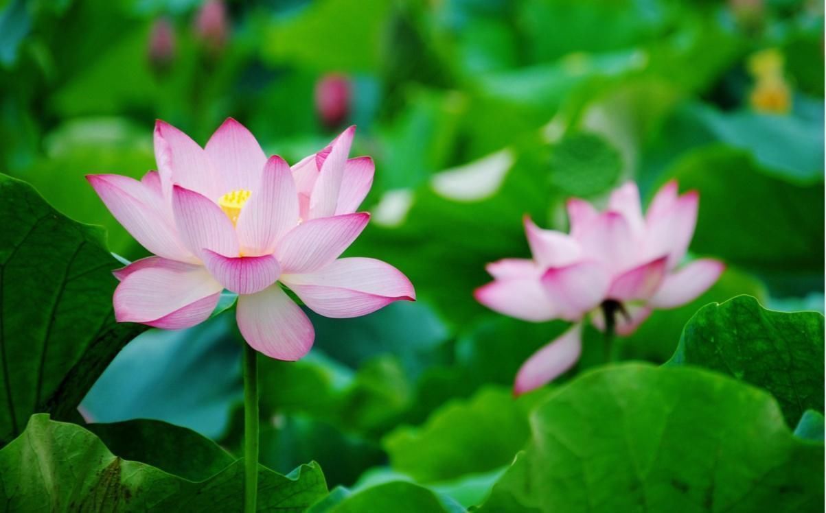 名花|盘点9种名贵花草,每一种都高贵优雅,看看有你喜欢的吗?