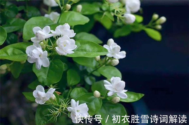 茉莉心香细雨天|夏花茉莉美诗八首赏读:著人茉莉花如雪,茉莉心香细雨天