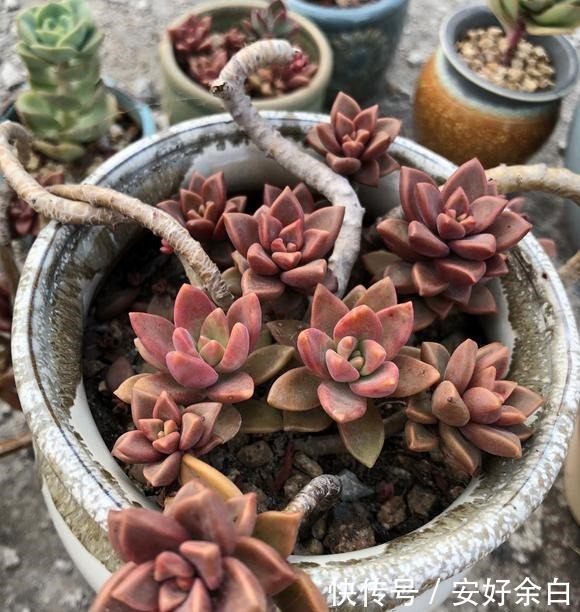 露养2年的姬胧月，不露养不知道，露养后才知道姬胧月可以这么美！