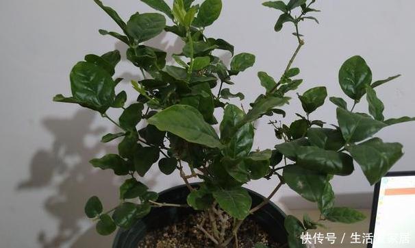 过冬|盆栽茉莉花,冬天这样养,枝条壮实好过冬,明年还能开5茬!