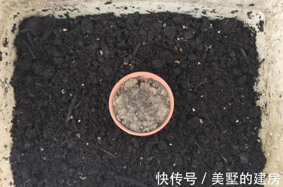 腐殖质|绿化带里的这种土是养花“极品土”,走过路过不能错过!