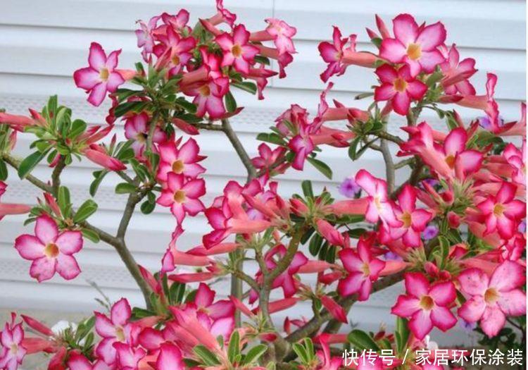 4种花形似玫瑰花,花期长还很好养,惹人喜欢