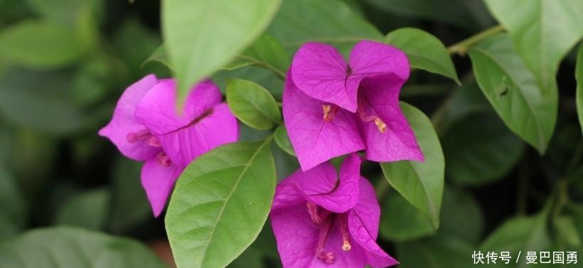 开心|10月-月底，四生肖鸿运缠身，富贵多金，开心发大财