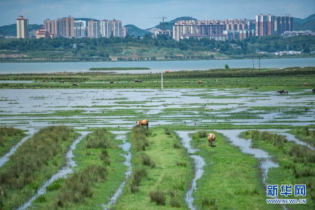 毕节市|夏日草海景如画