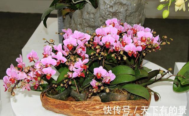 蝴蝶兰|3种花好看但是难养，新手养不好，老手不愿养，别轻易入坑