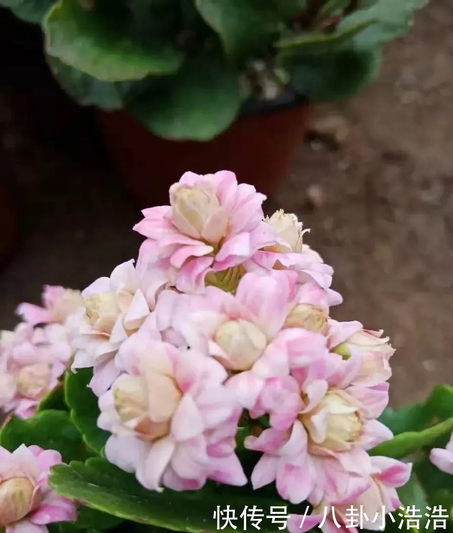 花期|45种长寿花,个个都是高颜值,家里养几盆,美得移不开眼