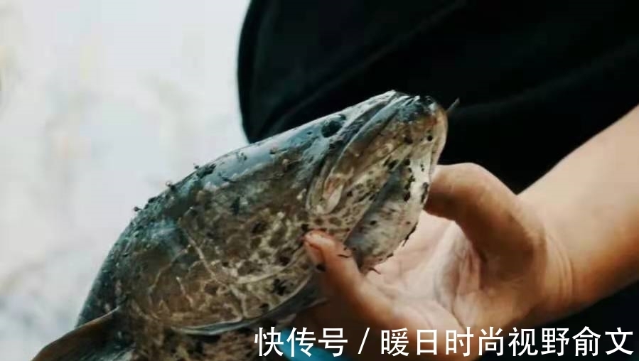 饵料|一时忘了告诉你，对付黑鱼我只需用这钓法，操作简单，遛鱼特过瘾