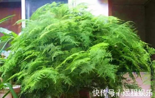 养文竹|文竹养护“小窍门”,几个细节做到位,叶子不黄不干,油绿爆盆