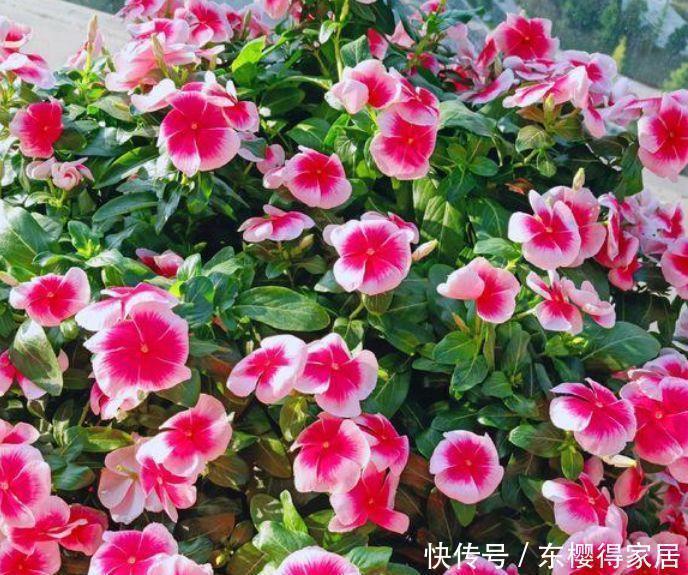 4种花便宜又好养，10元2盆，鲜艳美丽，花型大方美观