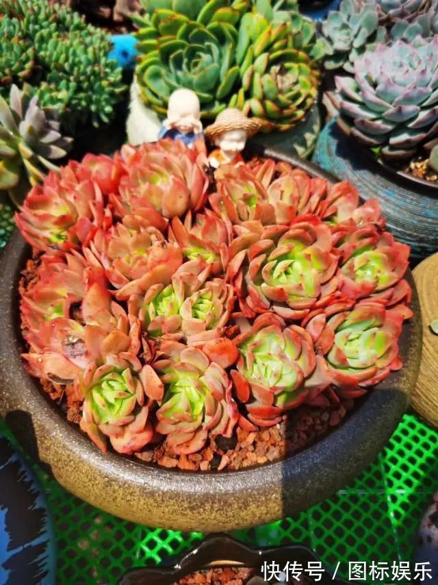 遇见,是一生!遇见多肉,是我的余生和全部!