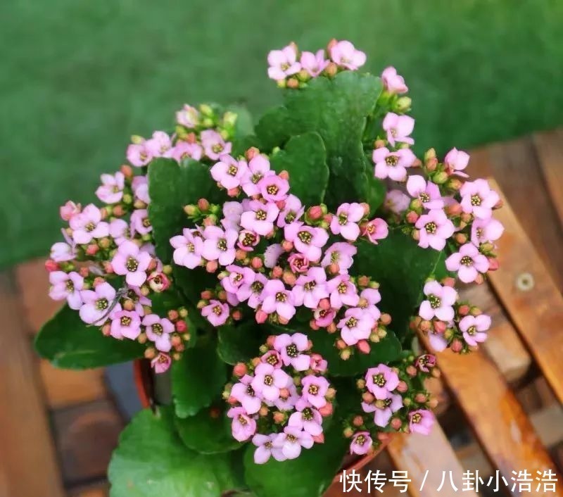 花期|45种长寿花,个个都是高颜值,家里养几盆,美得移不开眼