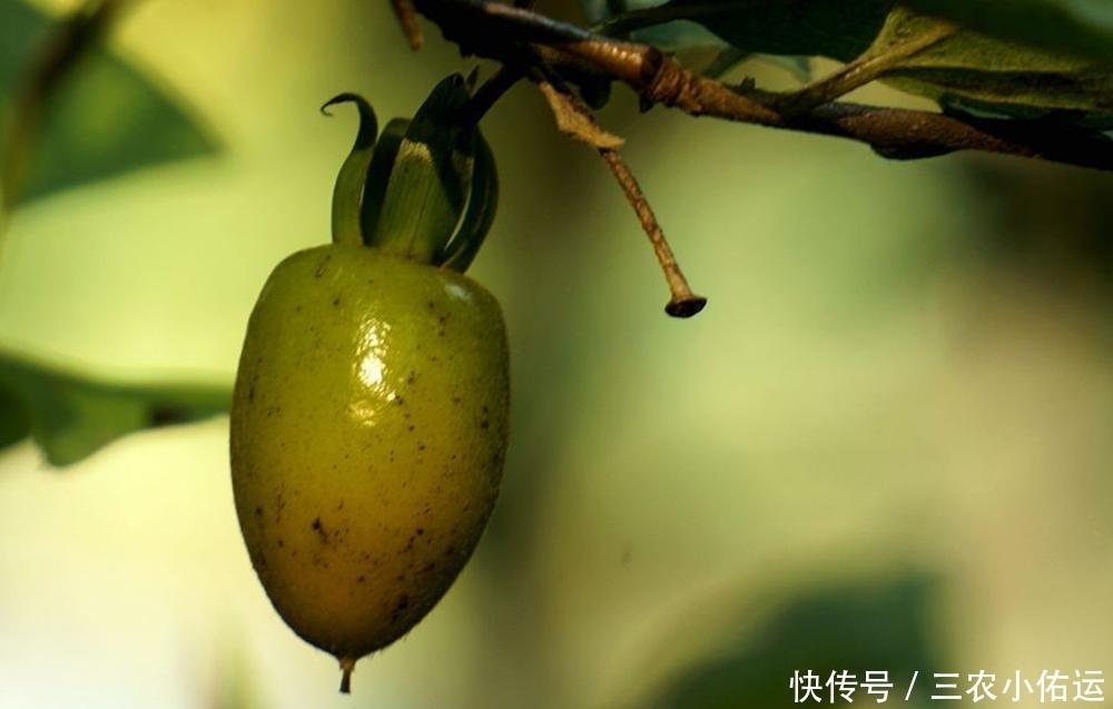 误以为|常被误以为是柿子,果实挂满树没人吃,树桩却被大量滥挖
