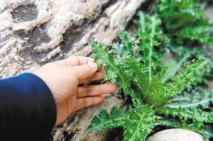 提醒｜路邊的野菜啊，你可千萬(wàn)別亂采