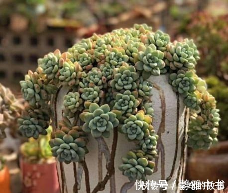 颗粒|种多肉听我的,记住5个关键点,盆盆都成活,个个胖嘟嘟!