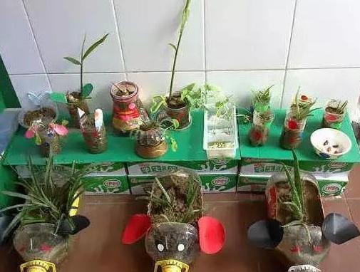 养花太''烧钱''用它们制作漂亮花盆栽种植物，乐趣多、实用