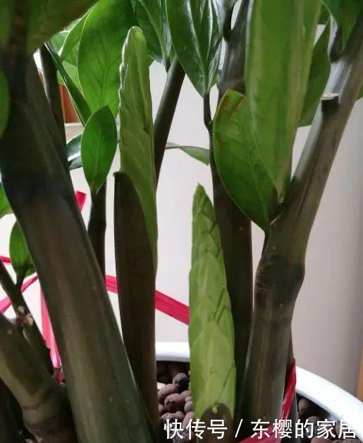 叶子|养金钱树做好两件事,一年“撑破盆”,新芽比老叶还多