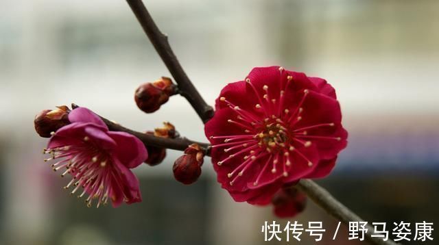 老桩|这“3种”树,养成室内“老桩盆景”,观赏价值高,越养越耐看