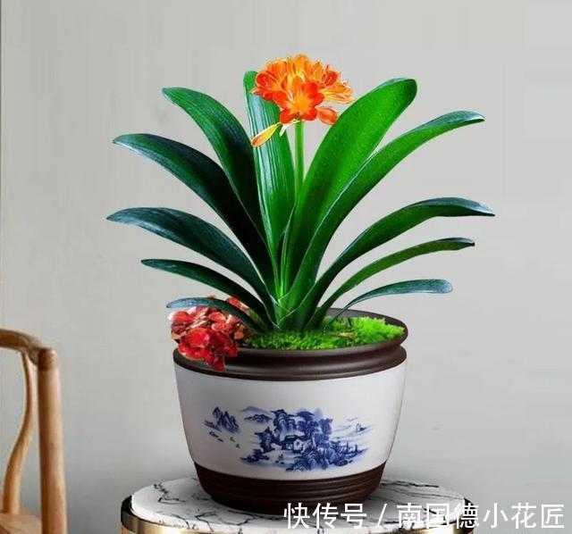 家里的花别乱送人,尤其这几种,“镇宅”又“旺财”你家里有吗?