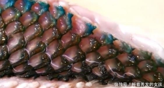 印度人|看看印度人如何吃鱼?20斤的草鱼,动刀第一步就让人大开眼界