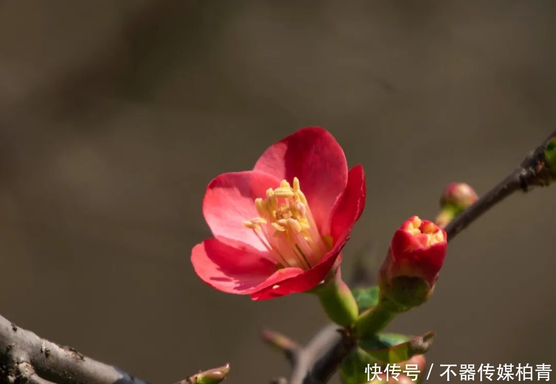 中年|春暖花开游贵州，“花花世界”惹人醉！